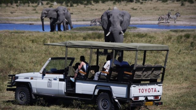 Close view of elephants on board of Land Cruiser