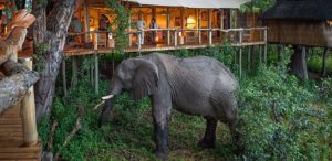 Elephant visiting TubuTree camp deck
