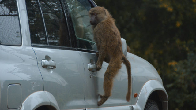 Baboon in car window