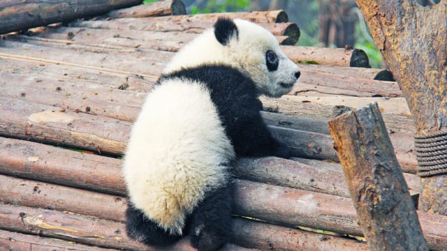 panda dujianyang china vacations travel