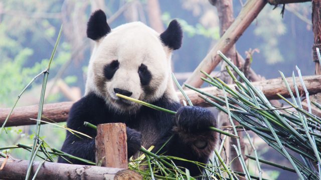 Panda bear eating bamboo at Dujiangyan Panda research center China Travel Vacations