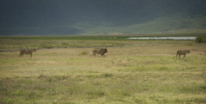 Lions in Ngorongoro crater
