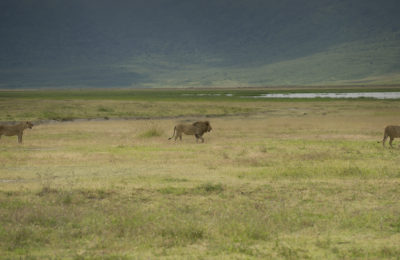 Lions in Ngorongoro crater