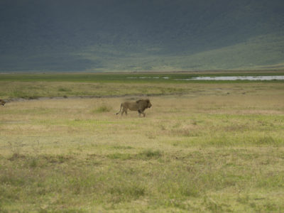 Lions in Ngorongoro crater