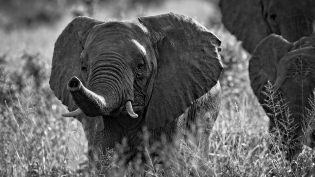 Baby Elephant in Tarangire