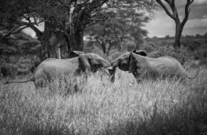 Elephant fight in Tarangire