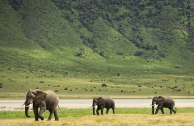 Elephants in africa