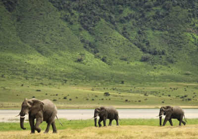 Elephants in africa