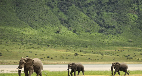 Elephants in africa