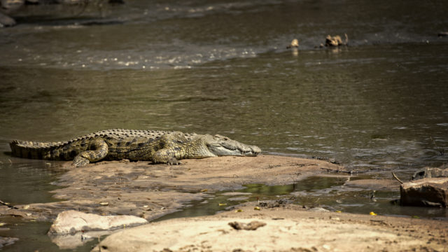 Crocodile in Grumeti River - Serengeti