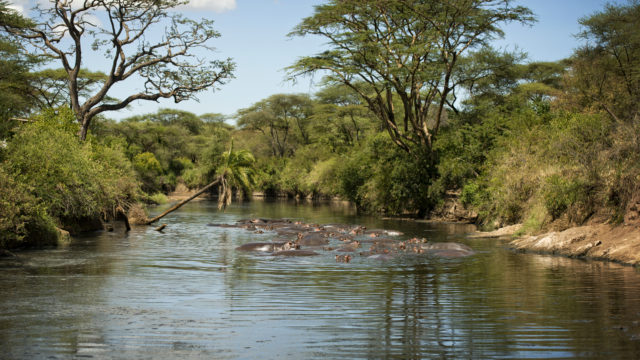 Hippos in a river of Serengeti