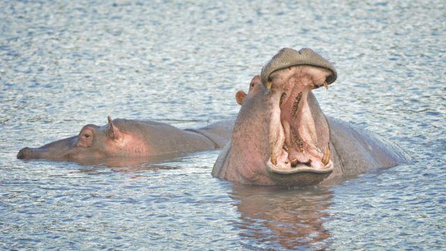 Hippo big smile while laze at the water