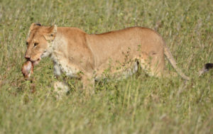 Lioness getting ready for dinner