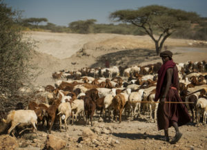 Masai Sheperd