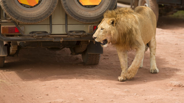 Lion next to Safari truck on ngorongoro crater
