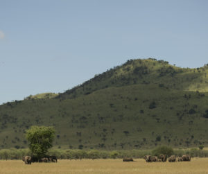 Herd of Elephants in Serengeti