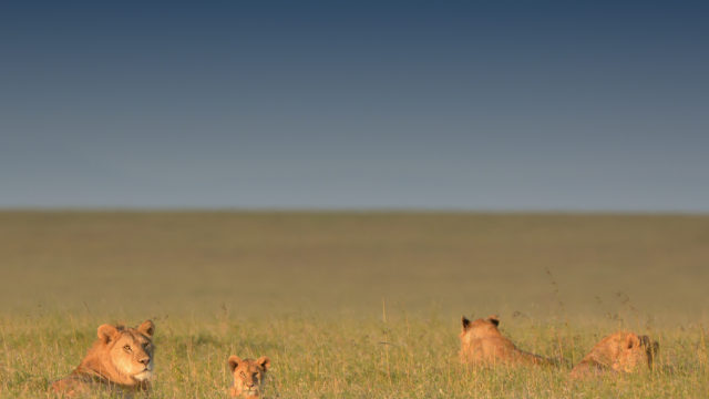 A heard of lions at the Serengeti plain