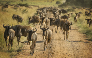 Wildebeest during migration on Serengeti