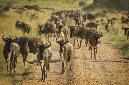 Wildebeest during migration on Serengeti