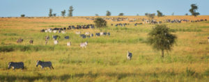 Wildebeest and zebras during migration