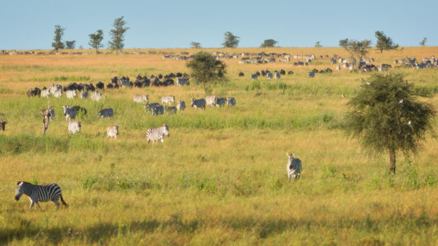 Wildebeest and zebras during migration