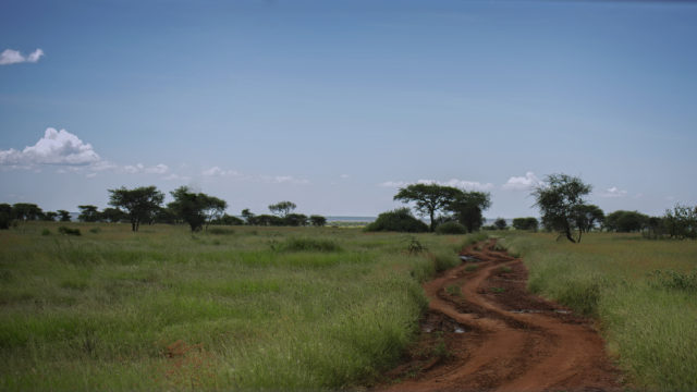 Serengeti Safari Road