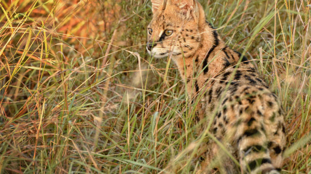 A Serval Cat at the serengeti plain