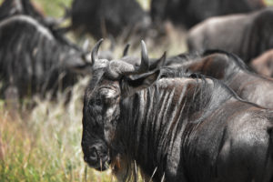 Wildebeest