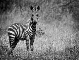 Beautiful Zebra on the Serengeti