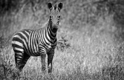 Beautiful Zebra on the Serengeti