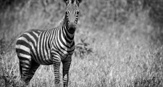 Beautiful Zebra on the Serengeti