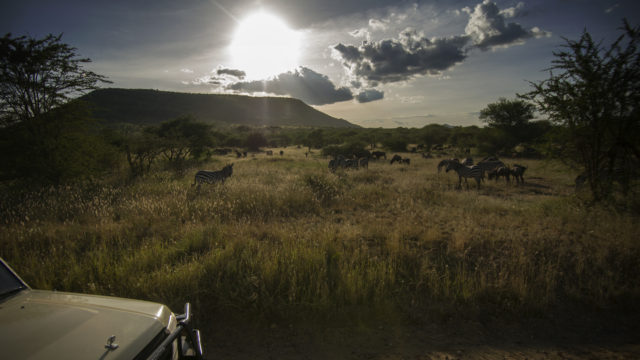 Sunset during safari migration