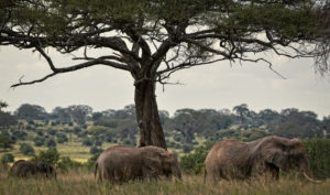 Elephants in Tarangire