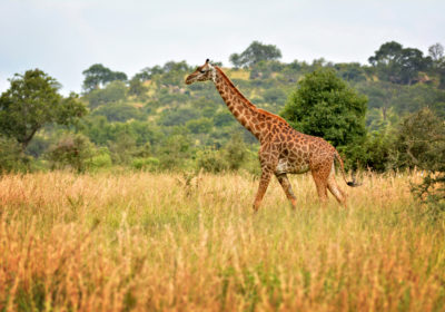 Giraffe in Kenya