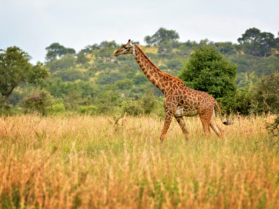 Giraffe in Kenya