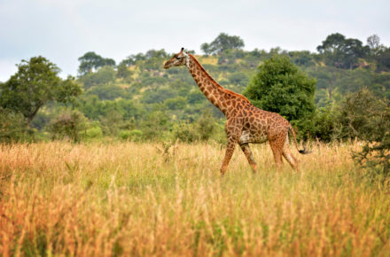 Giraffe in Kenya