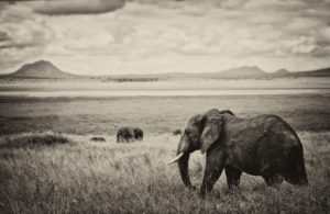 Elephants in Tarangire