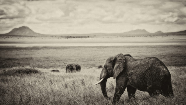 Elephant fight in Tarangire