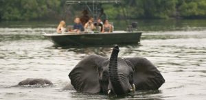 Elephant swimming at Victoria falls
