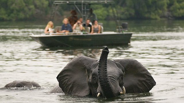 Elephant swimming at Victoria falls