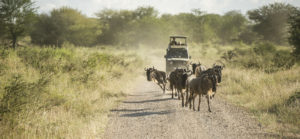 Toyota Land Cruiser with rooftop raised following a herd of Wildebeests.