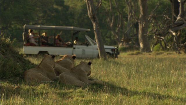 Game viewing safari xakanaka camp botswana africa