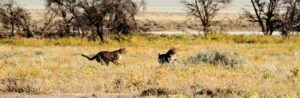 Kenya Safari Africa rtip tour travel vacations
