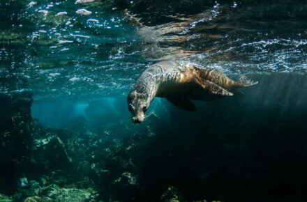 Galapagos Ecuador trip tour travel vacations