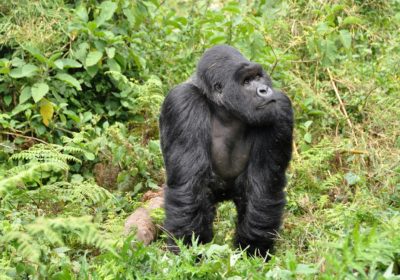 Gorilla Rwanda Africa trip tour travel vacations