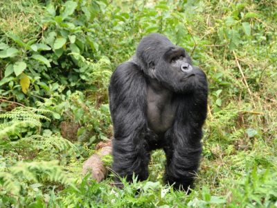 Gorilla Rwanda Africa trip tour travel vacations