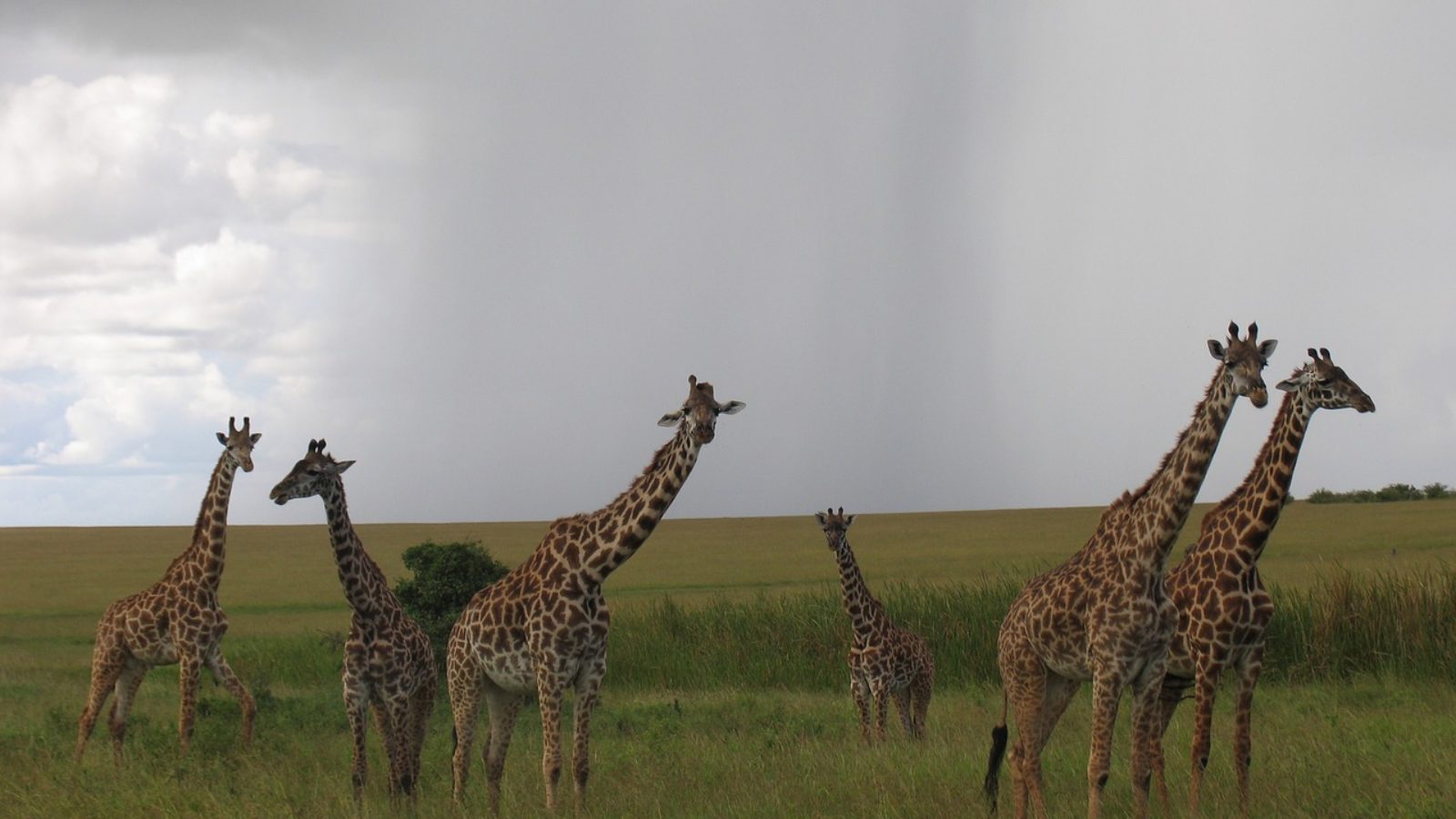 Safari Kenya Africa trip tour travel vacations