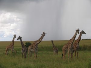 Safari Kenya Africa trip tour travel vacations
