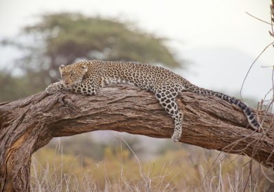 Kenya Safari Africa trip tour travel vacations