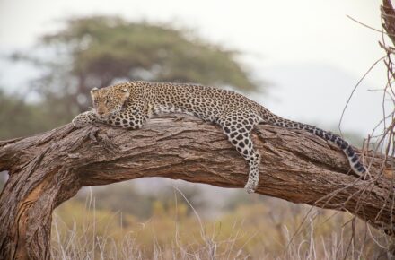 Kenya Safari Africa trip tour travel vacations